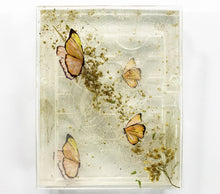 Load image into Gallery viewer, Butterfly 1 | Mini Lash Tray
